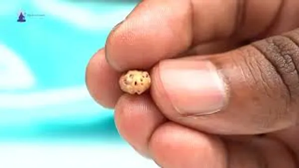 1_Mukhi_Rudraksha_Bead_From_Java_Indonesia