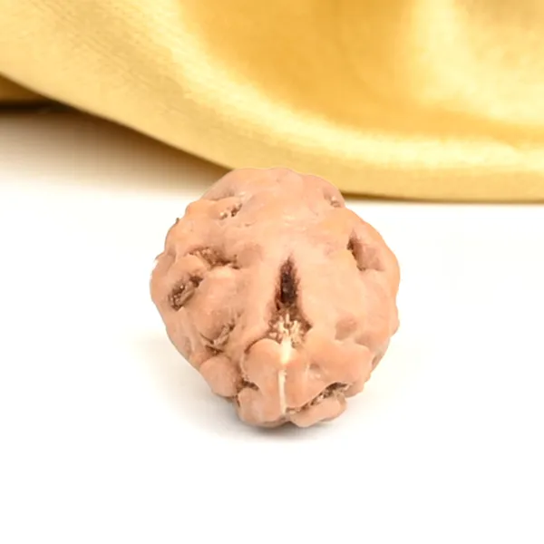 1_Mukhi_Rudraksha_Bead_From_Java_Indonesia