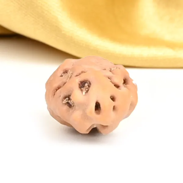 1_Mukhi_Rudraksha_Bead_From_Java_Indonesia