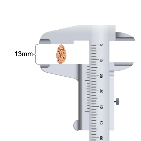 1_Mukhi_Rudraksha_Bead_From_Java_Indonesia