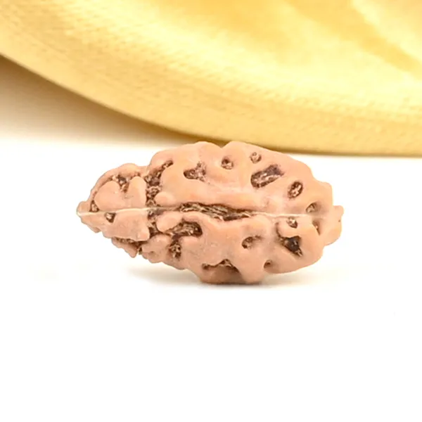 1_Mukhi_Rudraksha_Bead_From_Java_Indonesia