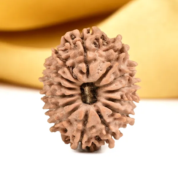 14_Mukhi_From_Nepal_Small_Ccxxviii