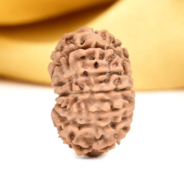 14_Mukhi_From_Nepal_Small_Ccxxviii