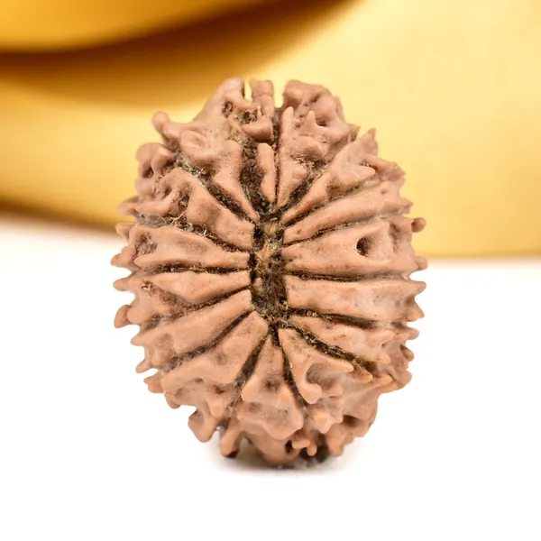 14_Mukhi_From_Nepal_Small_Ccxxviii