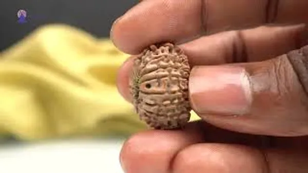 14_Mukhi_From_Nepal_Small_Ccxxviii