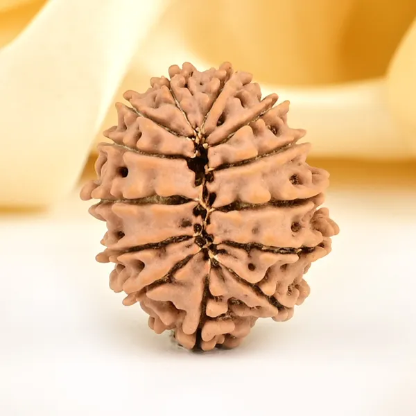 13_Mukhi_From_Nepal_Small_Ccclxxiii