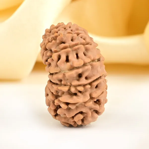 13_Mukhi_From_Nepal_Small_Ccclxxiii