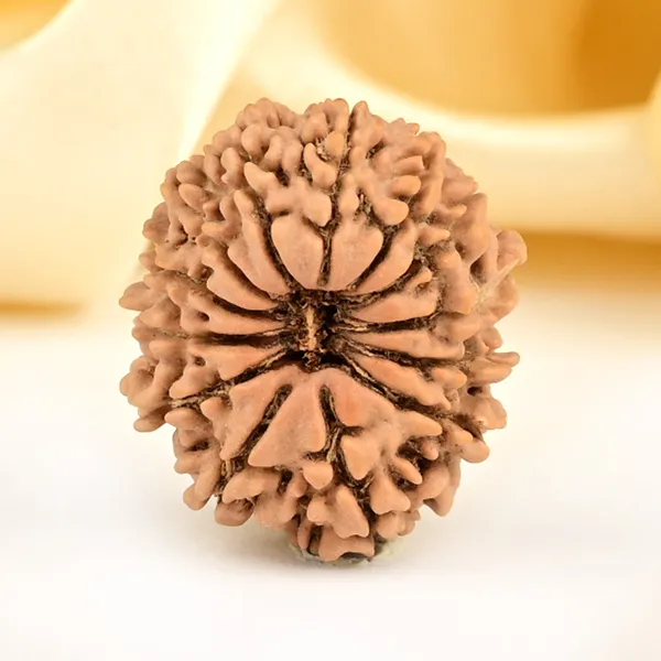 13_Mukhi_From_Nepal_Small_Ccclxxiii