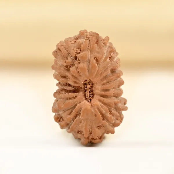 18_Mukhi_From_Java_Indonesia_Tiny_Vii