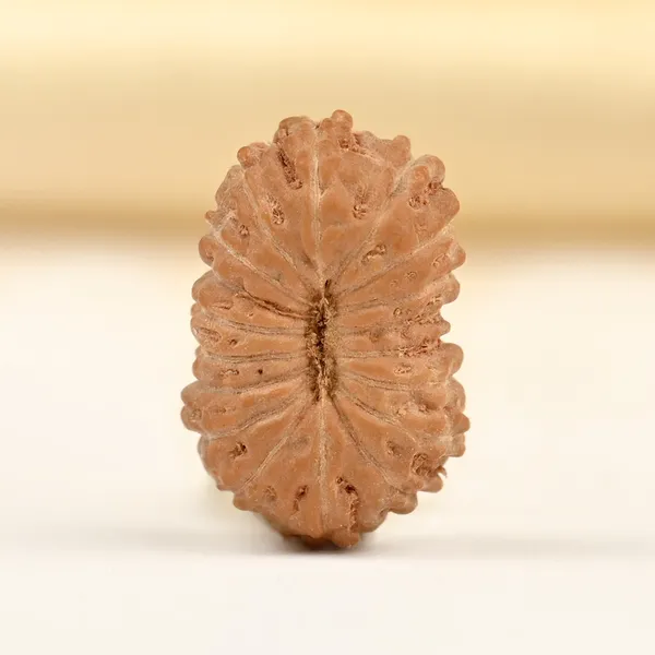 18_Mukhi_From_Java_Indonesia_Tiny_Vii