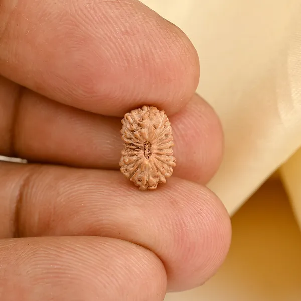 18_Mukhi_From_Java_Indonesia_Tiny_Vii