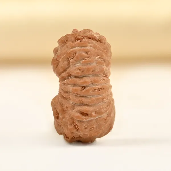 18_Mukhi_From_Java_Indonesia_Tiny_Vii