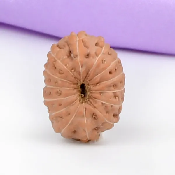 14_Mukhi_Rudraksha_Bead_Indonesia_Brown_Deva_Mani
