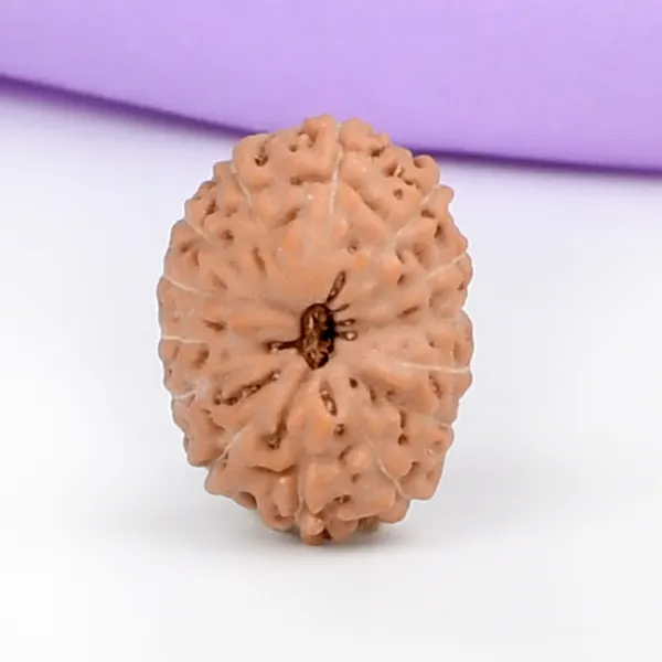14_Mukhi_Rudraksha_Bead_Indonesia_Brown_Deva_Mani