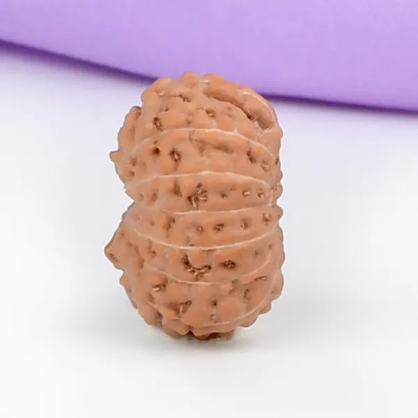 14_Mukhi_Rudraksha_Bead_Indonesia_Brown_Deva_Mani
