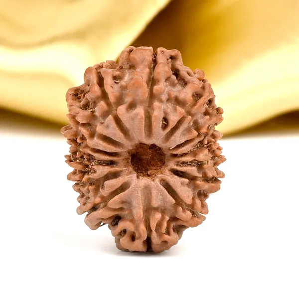 14_Mukhi_From_Nepal_Ccxxii