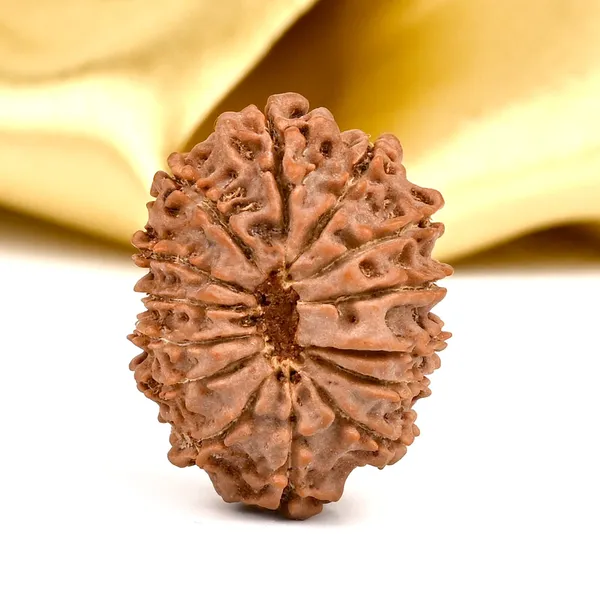 14_Mukhi_From_Nepal_Ccxxii