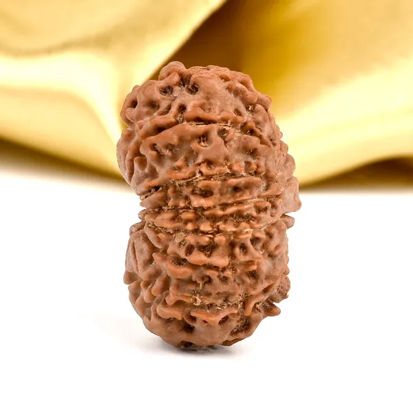 14_Mukhi_From_Nepal_Ccxxii