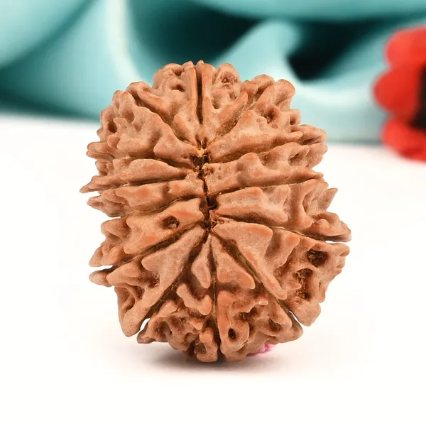 Techpandit_13_Mukhi_Nepal_Brown_Rudraksha_Bead