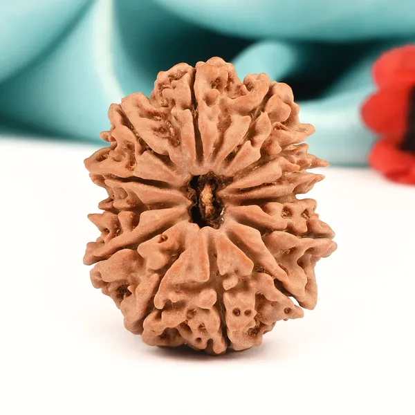 Techpandit_13_Mukhi_Nepal_Brown_Rudraksha_Bead