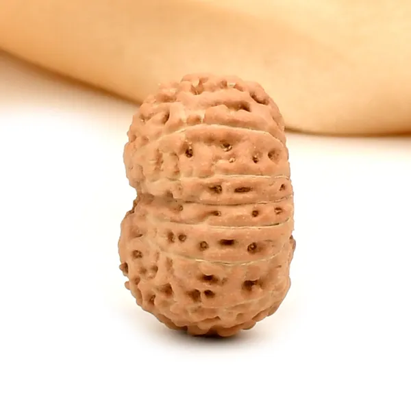 14_Mukhi_Rudraksha_Bead_Indonesia