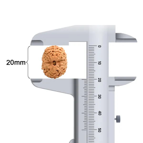 14_Mukhi_Rudraksha_Bead_Indonesia