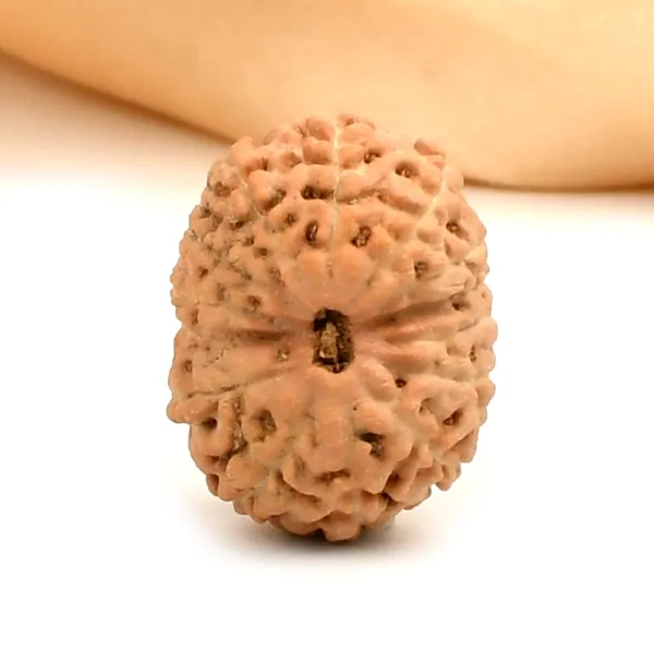 14_Mukhi_Rudraksha_Bead_Indonesia