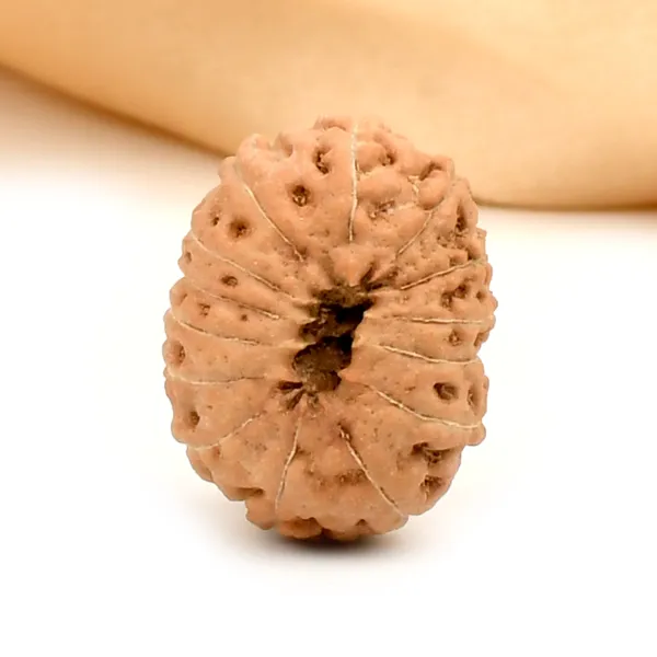 14_Mukhi_Rudraksha_Bead_Indonesia