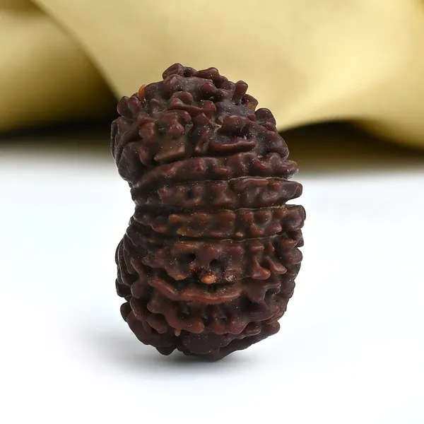 16_Mukhi_From_Nepal_Tiny_Xxiii