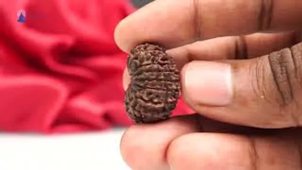 16_Mukhi_From_Nepal_Tiny_Xxiii
