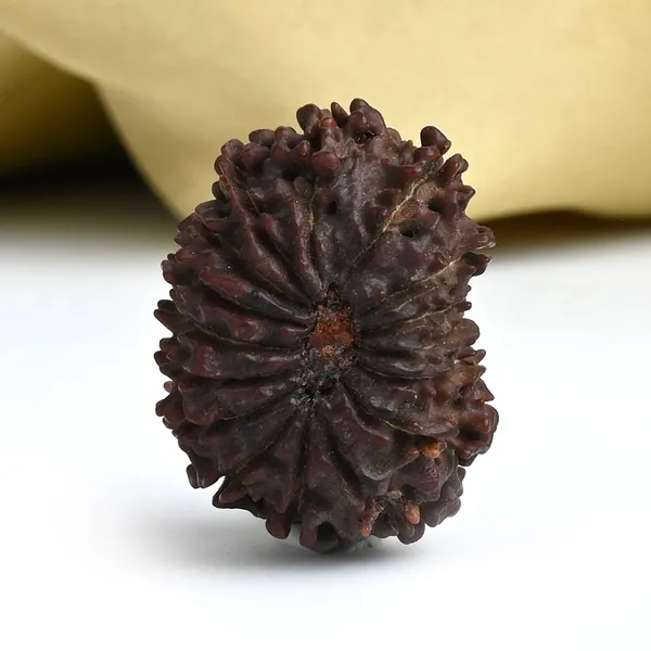 16_Mukhi_From_Nepal_Tiny_Xxiii