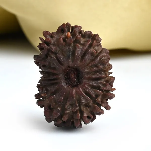 16_Mukhi_From_Nepal_Tiny_Xxiii