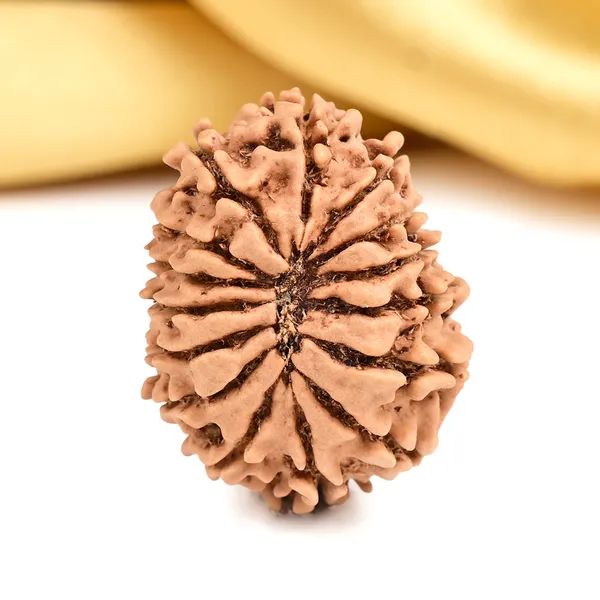 15_Mukhi_From_Nepal_Small_Cli