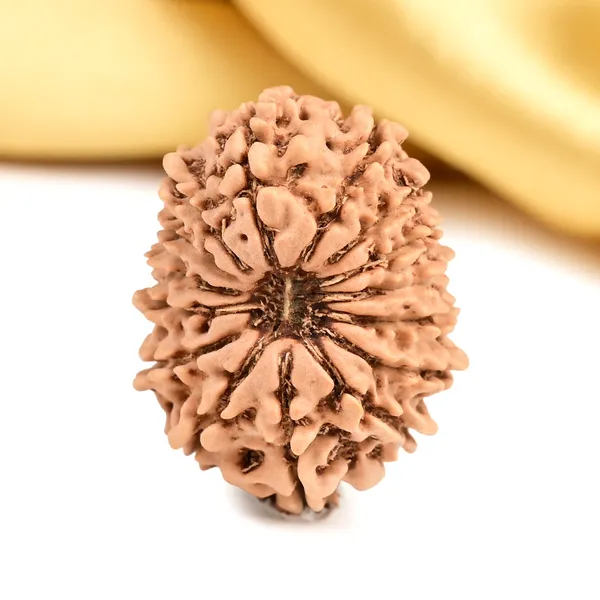 15_Mukhi_From_Nepal_Small_Cli