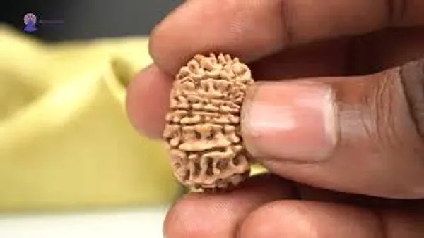15_Mukhi_From_Nepal_Small_Cli