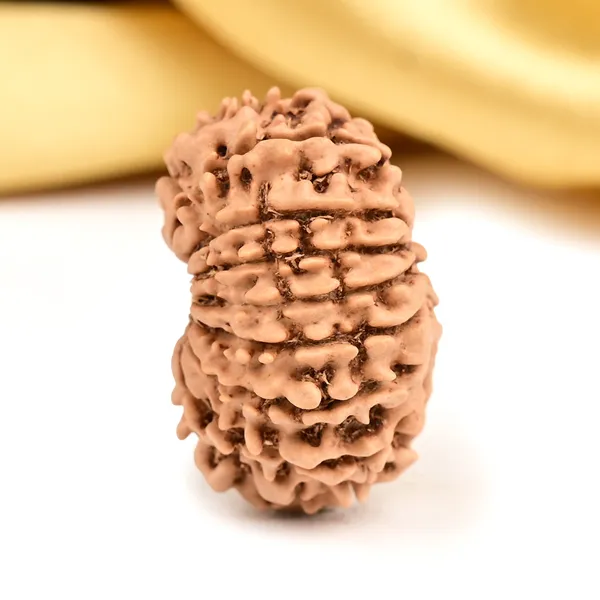 15_Mukhi_From_Nepal_Small_Cli