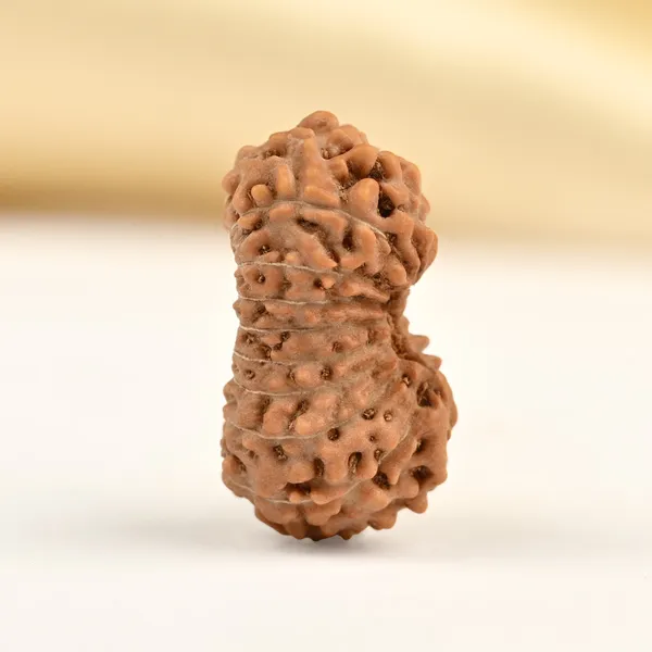 Techpandit_17_Mukhi_Rudraksha_Bead_Indonesia