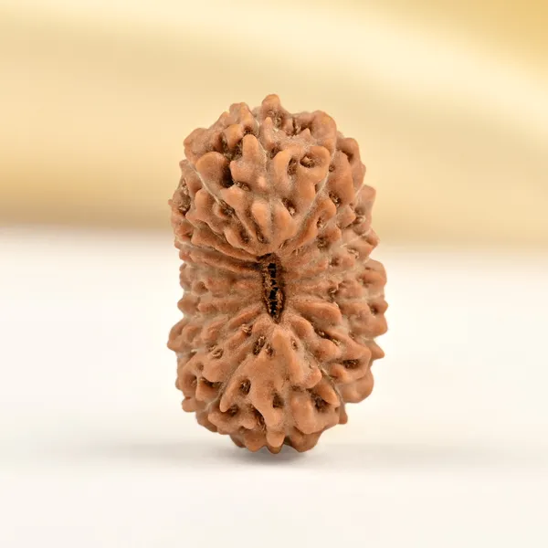 Techpandit_17_Mukhi_Rudraksha_Bead_Indonesia