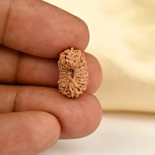 Techpandit_17_Mukhi_Rudraksha_Bead_Indonesia