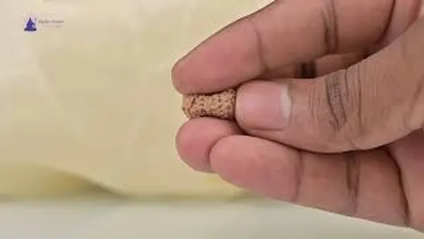 Techpandit_17_Mukhi_Rudraksha_Bead_Indonesia