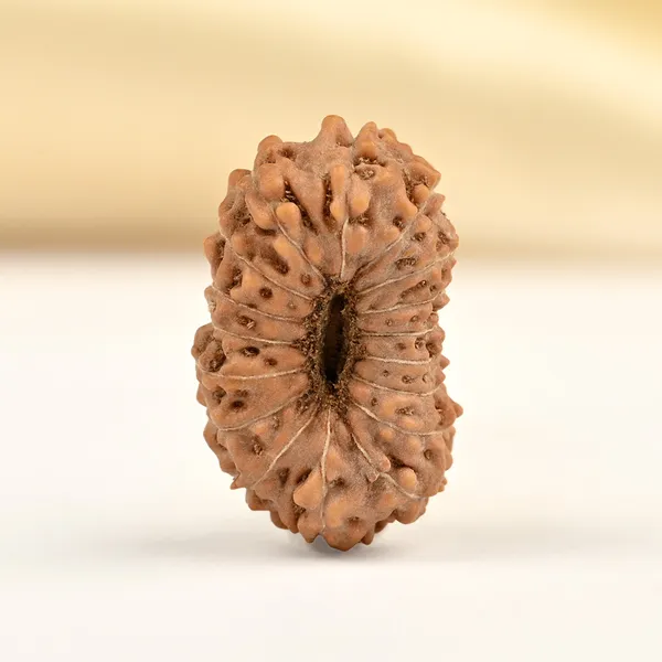 Techpandit_17_Mukhi_Rudraksha_Bead_Indonesia