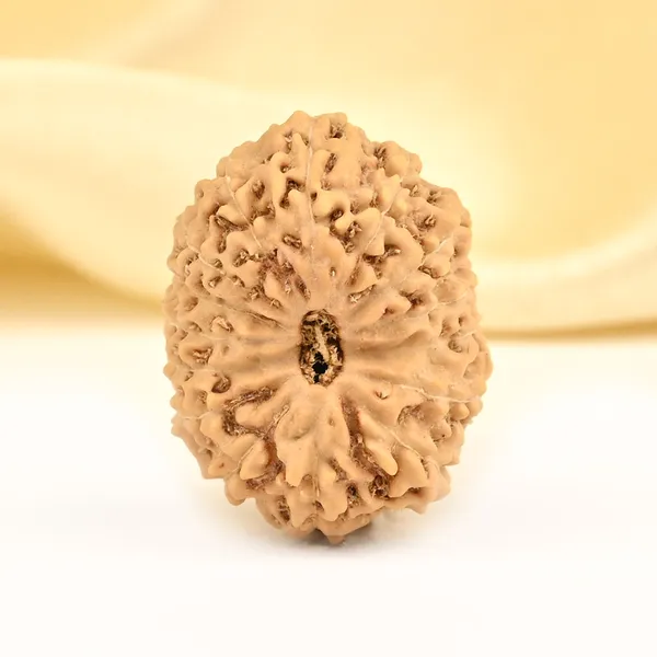 15_Mukhi_From_Java_Indonesia_Large_Cxlv