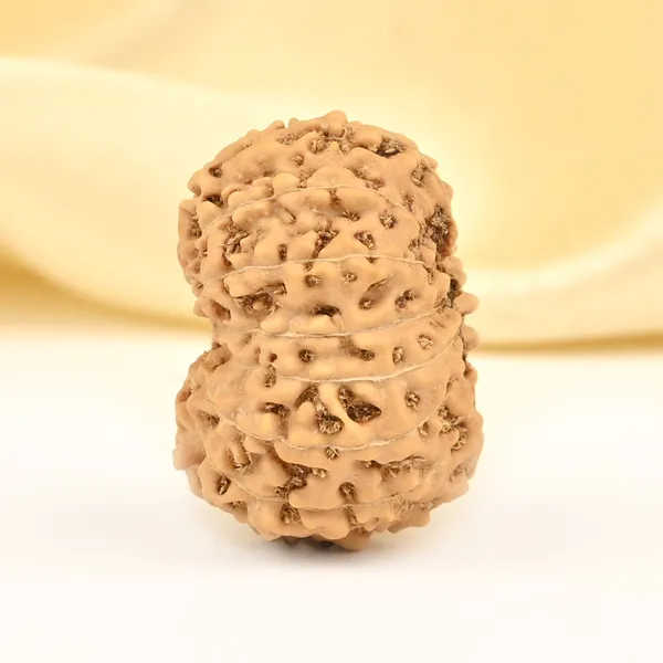 15_Mukhi_From_Java_Indonesia_Large_Cxlv