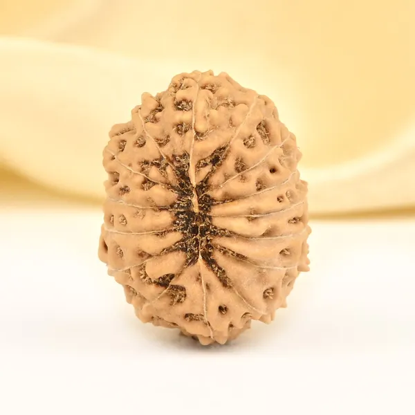 15_Mukhi_From_Java_Indonesia_Large_Cxlv