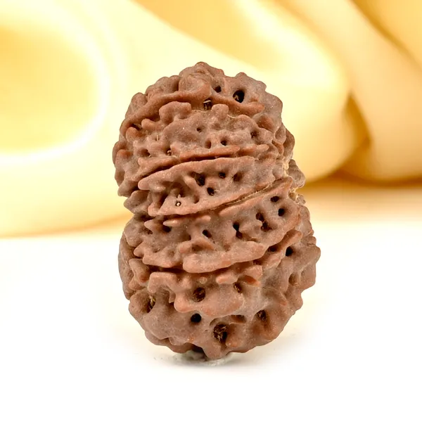 10_Mukhi_From_Nepal_Cccxii