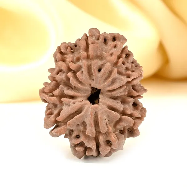 10_Mukhi_From_Nepal_Cccxii