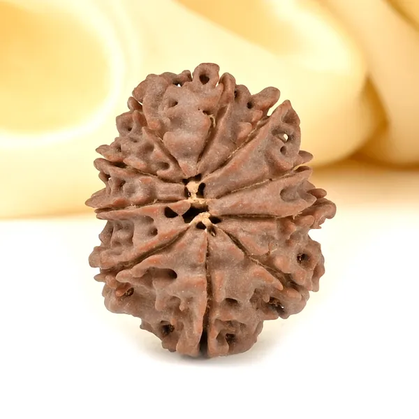 10_Mukhi_From_Nepal_Cccxii