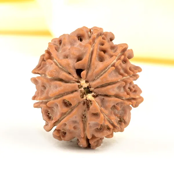 Techpandit_10_Mukhi_Rudraksha_Bead_From_Nepal