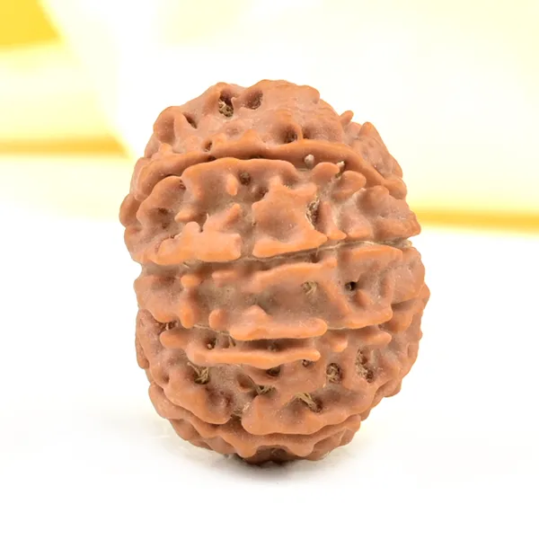 Techpandit_10_Mukhi_Rudraksha_Bead_From_Nepal