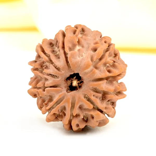 Techpandit_10_Mukhi_Rudraksha_Bead_From_Nepal
